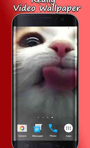 Cat Lick Screen Live Wallpaper 1