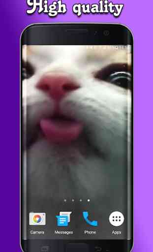Cat Lick Screen Live Wallpaper 2
