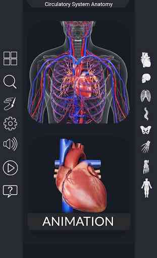 Circulatory System Anatomy 1
