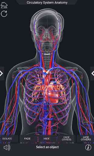 Circulatory System Anatomy 3