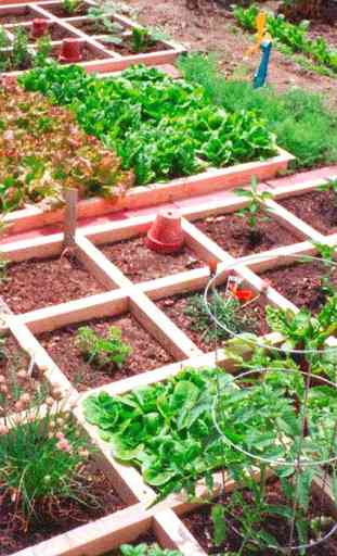 Vegetable Garden Ideas 2