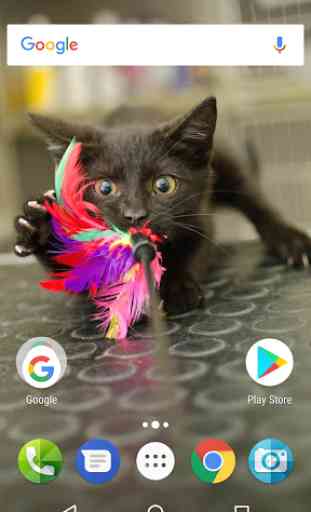 Cute Cats Wallpapers 1
