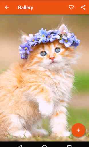 Cute Cats Wallpapers 3