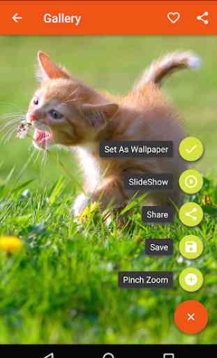 Cute Cats Wallpapers 4