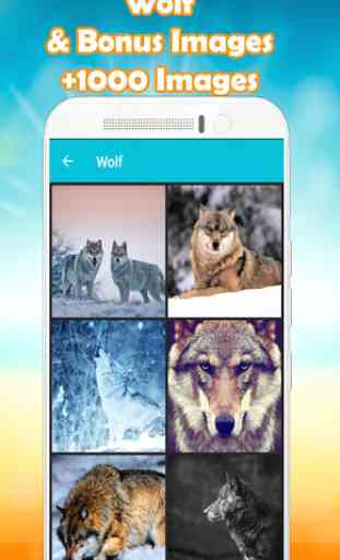 Wolf Wallpaper HD  1