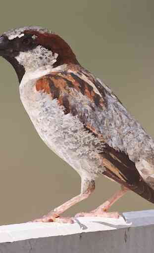 Sparrow bird sounds ~ Sboard.pro 1