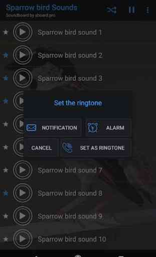 Sparrow bird sounds ~ Sboard.pro 3