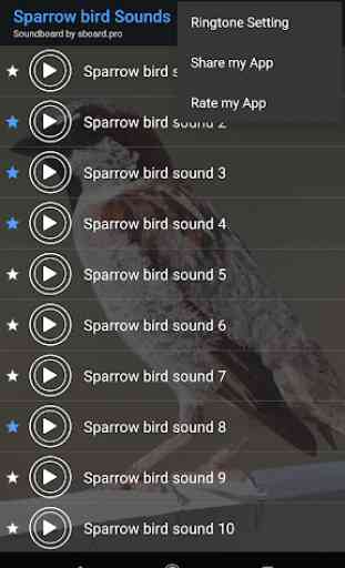 Sparrow bird sounds ~ Sboard.pro 4