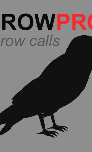 Crow Calls and Crow Sounds 1