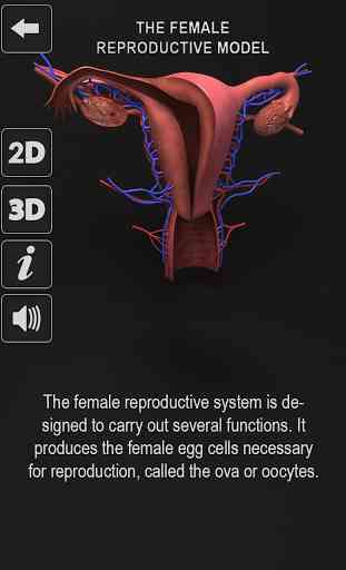 Female Reproductive System: Internal Organs 3D 1