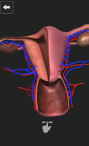 Female Reproductive System: Internal Organs 3D 2