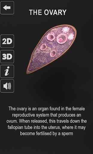 Female Reproductive System: Internal Organs 3D 4