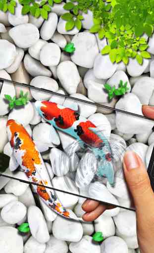 Fish Live wallpaper 2019: 3D Aquarium Koi Pond 1