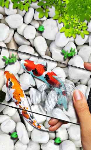 Fish Live wallpaper 2019: 3D Aquarium Koi Pond 2