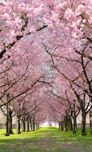 Spring Cherry Blossom Live Wallpaper FREE 1