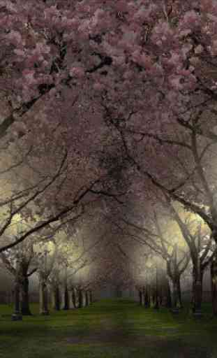 Spring Cherry Blossom Live Wallpaper FREE 2