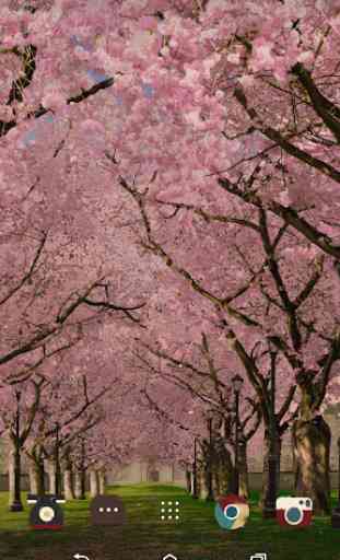 Spring Cherry Blossom Live Wallpaper FREE 4