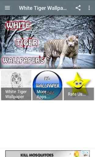 White Tiger Wallpaper Hd 1