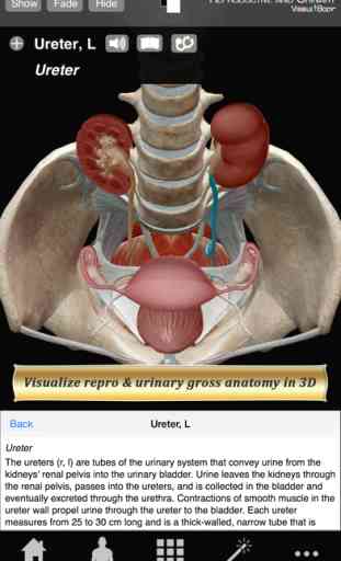 Reproductive and Urinary Anatomy Atlas: Essential Reference for Students and Healthcare Professionals 1