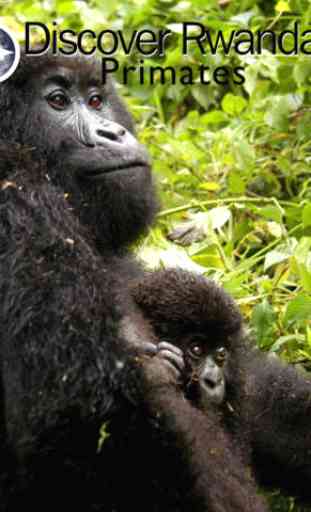 Rwanda Primates 1