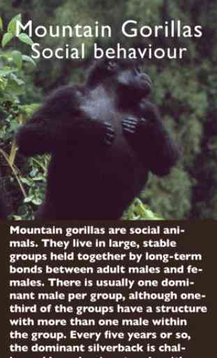 Rwanda Primates 2