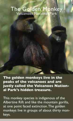 Rwanda Primates 3
