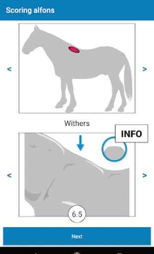 Equine Body Conditioning Scoring 2