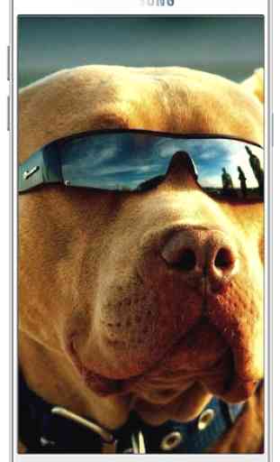 Pitbull Dog Wallpaper HD 3
