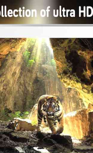 Tiger Wallpaper (4k) 4