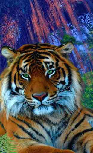 Tiger Wallpapers 3