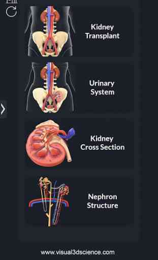 My Urinary System 2