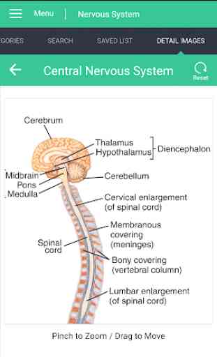 Nervous System Reference Guide 1