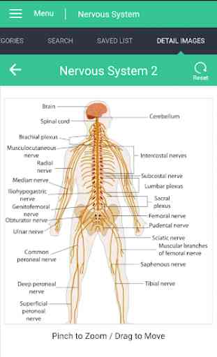 Nervous System Reference Guide 2