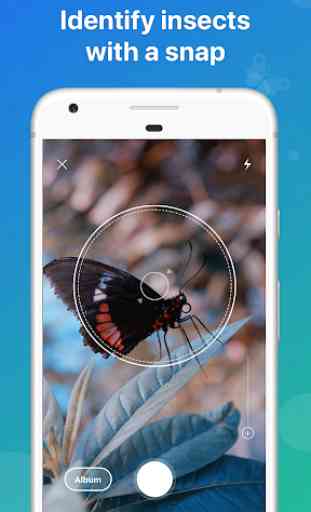 Picture Insect - Insect Id Pro 1