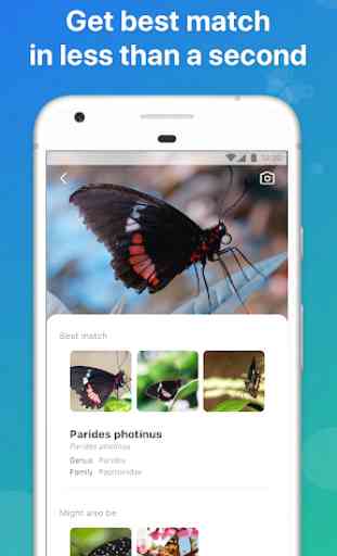 Picture Insect - Insect Id Pro 2