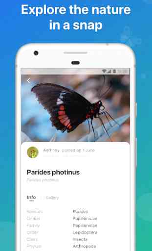 Picture Insect - Insect Id Pro 3