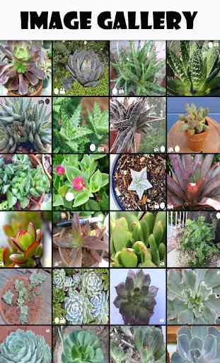 SucculentID Mobile Identify Your Succulent Plants 3
