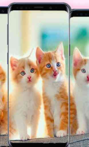 kitten wallpapers - cat images 1