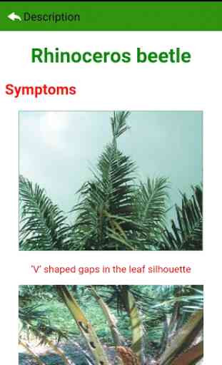Oil Palm Pests English 4