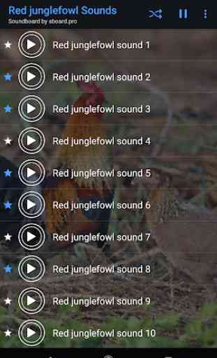 Red junglefowl Sounds ~ Sboard.pro 2
