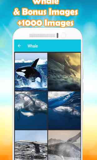 Whale Wallpaper HD  1