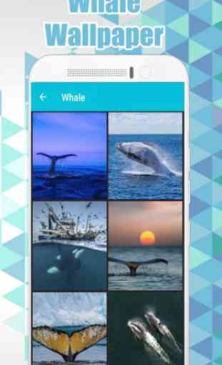 Whale Wallpaper HD  2