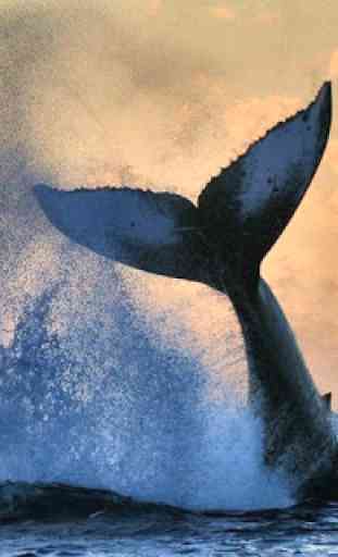Whale Wallpaper HD  4
