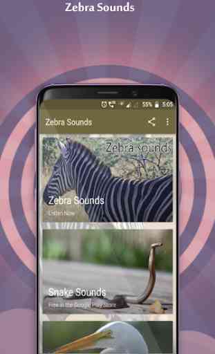 Zebra Sounds 1