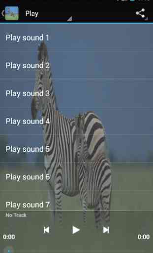 Zebra sounds 1