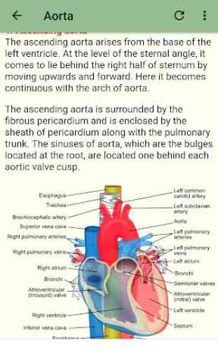 Human Arterial System 3