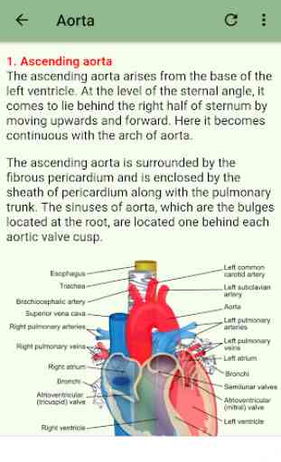 Human Arterial System 4