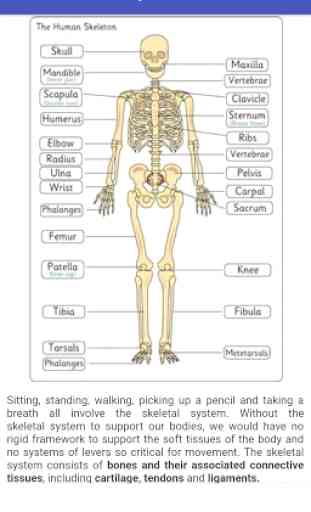 Anatomy and Physiology 3