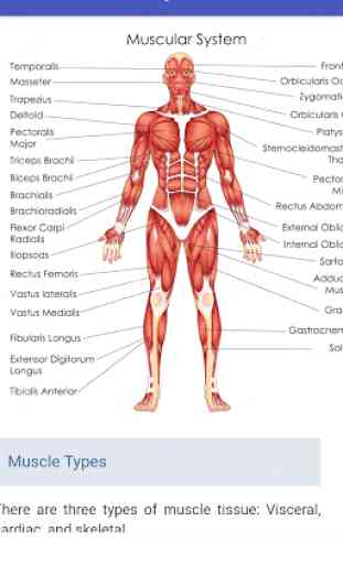 Anatomy and Physiology 4