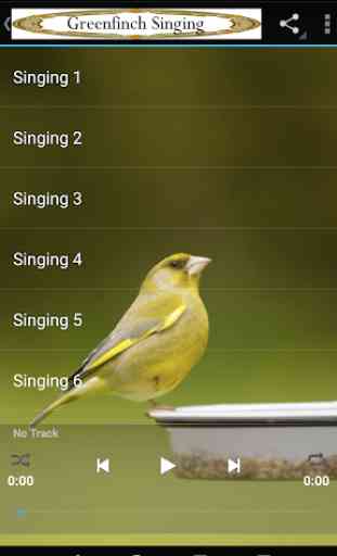 GreenFinch Singing 2